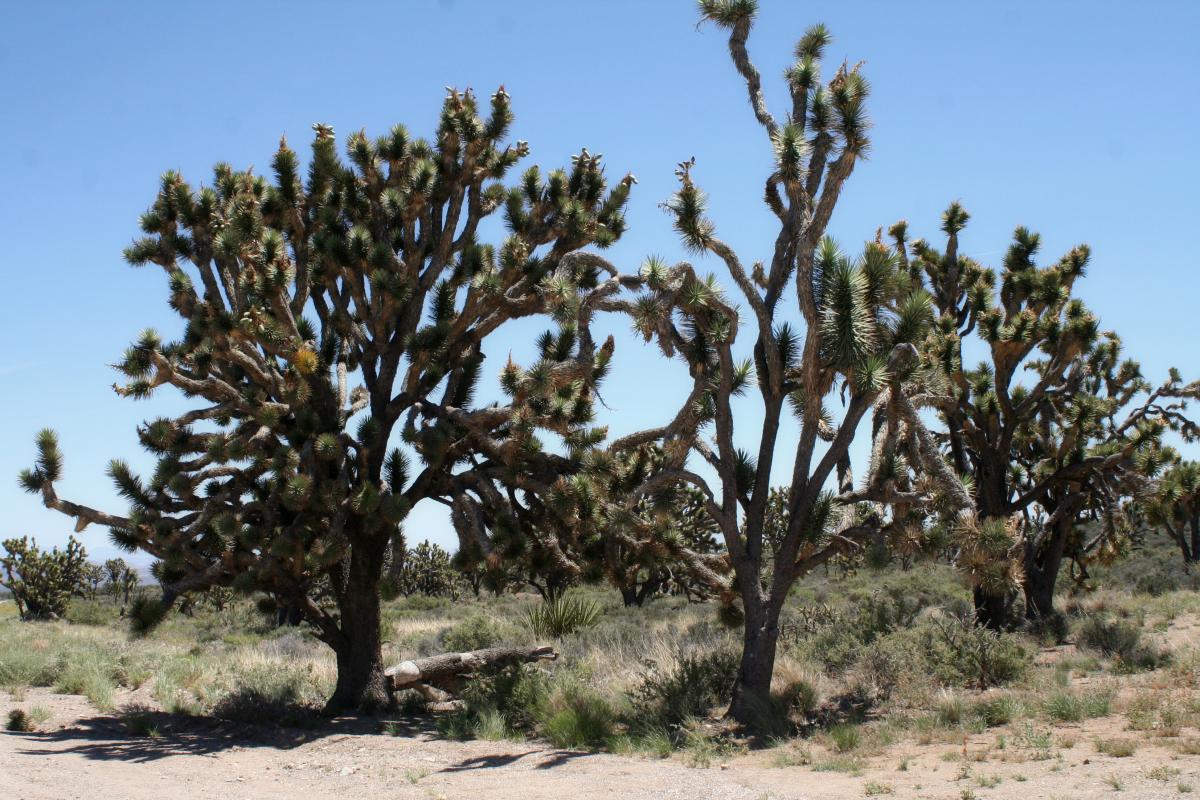 Joshua Tree Mojave National Preserve 